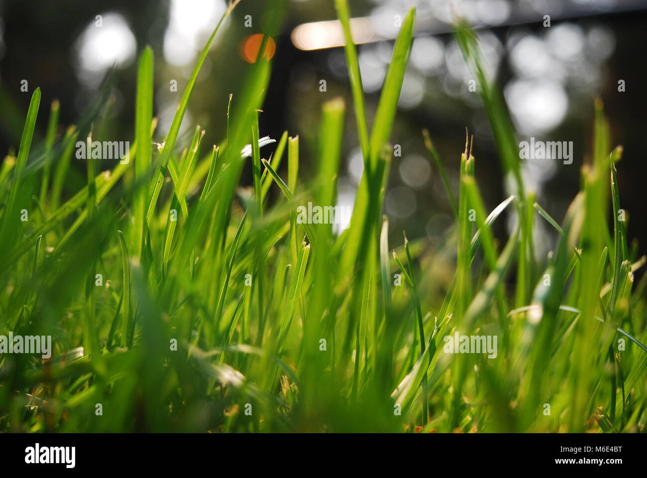 Schönen sonnigen Gras! Dieses Foto wurde in einem Feld in St. Albert, Alberta, Kanada im Frühjahr 2017 getroffen. Stockfoto
