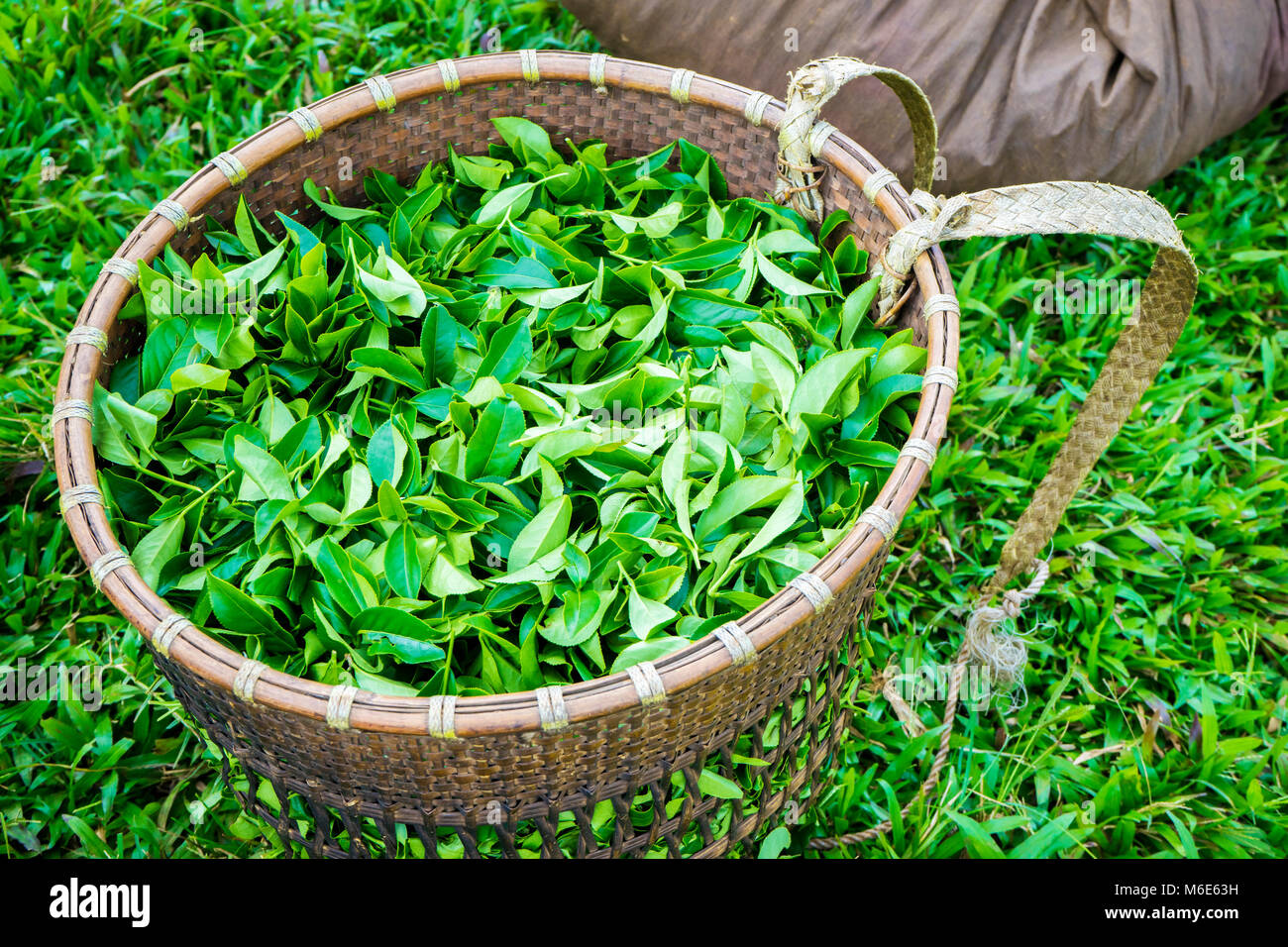 Bao Loc Kaffee Hügel, grüne Landschaft Hintergrund, grüne Blätter. Bao Loc, Da Lat, Vietnam Stockfoto