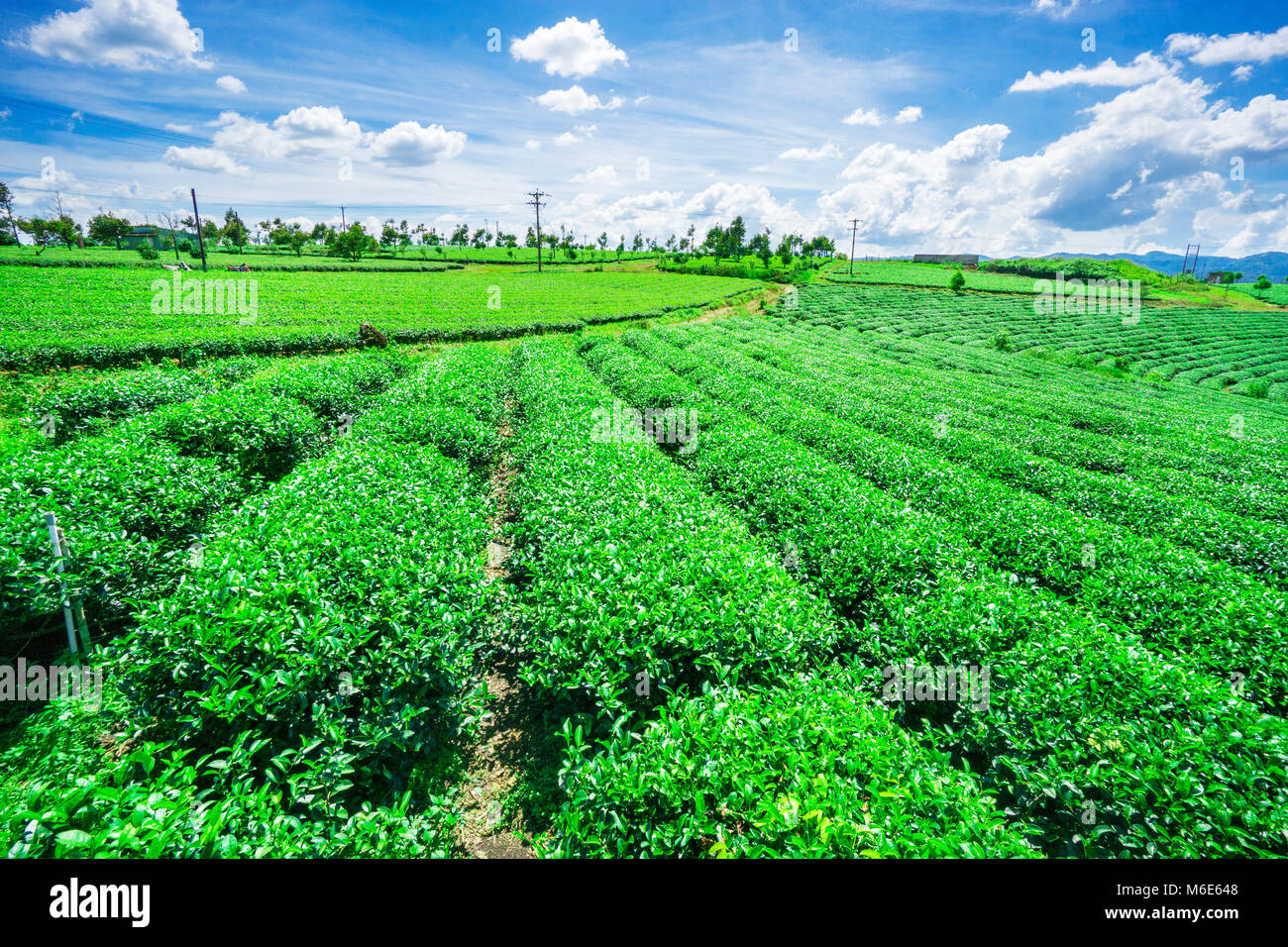 Bao Loc Kaffee Hügel, grüne Landschaft Hintergrund, grüne Blätter. Bao Loc, Da Lat, Vietnam Stockfoto