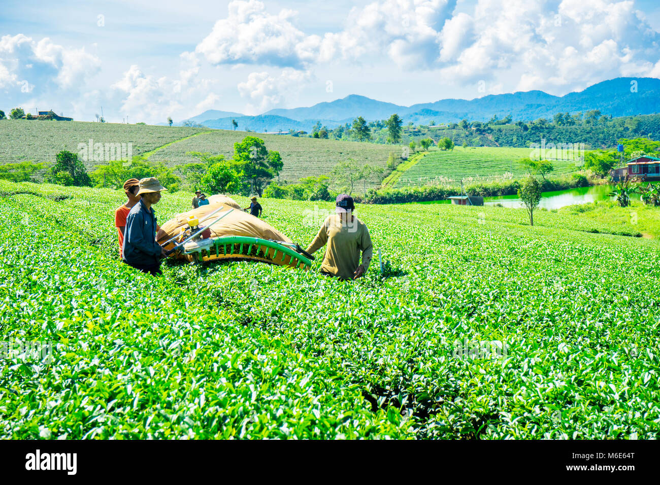 Bauer Ernte Tee auf Bao Loc Kaffee Hügel, grüne Landschaft Hintergrund, grüne Blätter. Bao Loc, Lam Dong, Vietnam Stockfoto