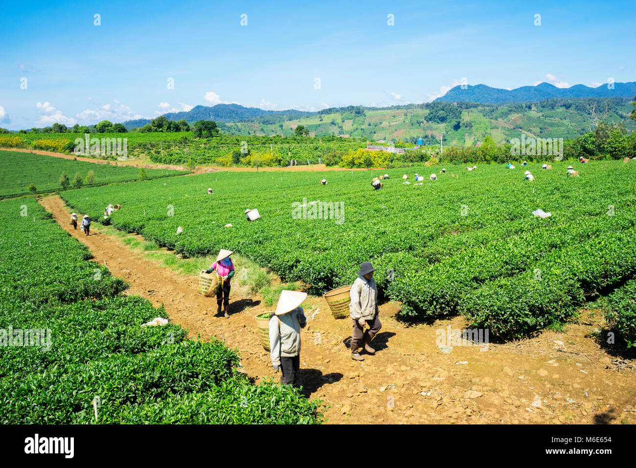 Bauer Ernte Tee auf Bao Loc Kaffee Hügel, grüne Landschaft Hintergrund, grüne Blätter. Bao Loc, Lam Dong, Vietnam Stockfoto