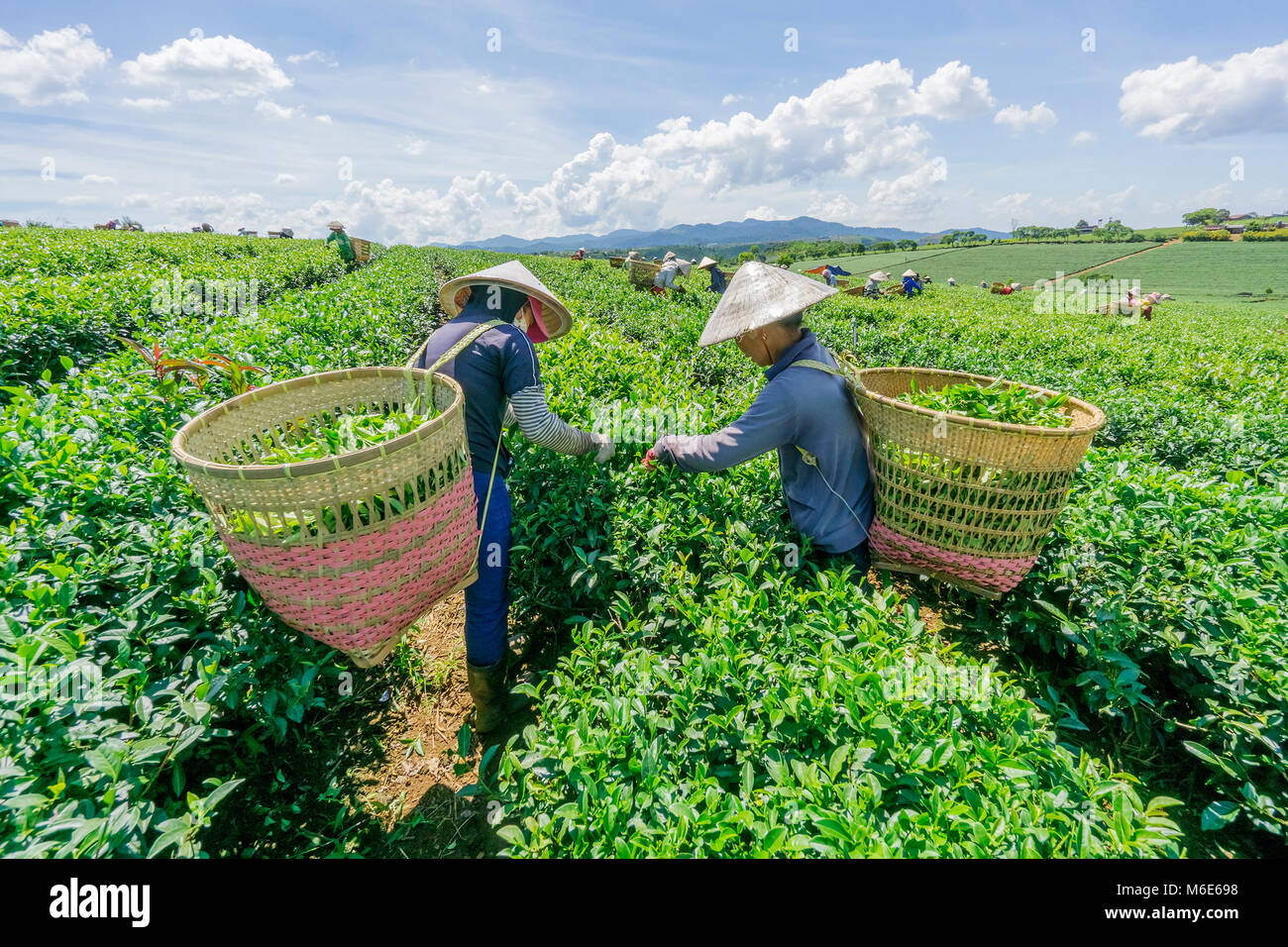 Bauer Ernte Tee auf Bao Loc Kaffee Hügel, grüne Landschaft Hintergrund, grüne Blätter. Bao Loc, Lam Dong, Vietnam Stockfoto