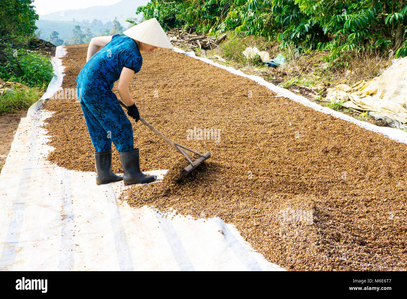 Kaffeepflanzer Ernte Kaffee Kirsche, Baoloc, Lamdong, Vietnam Stockfoto