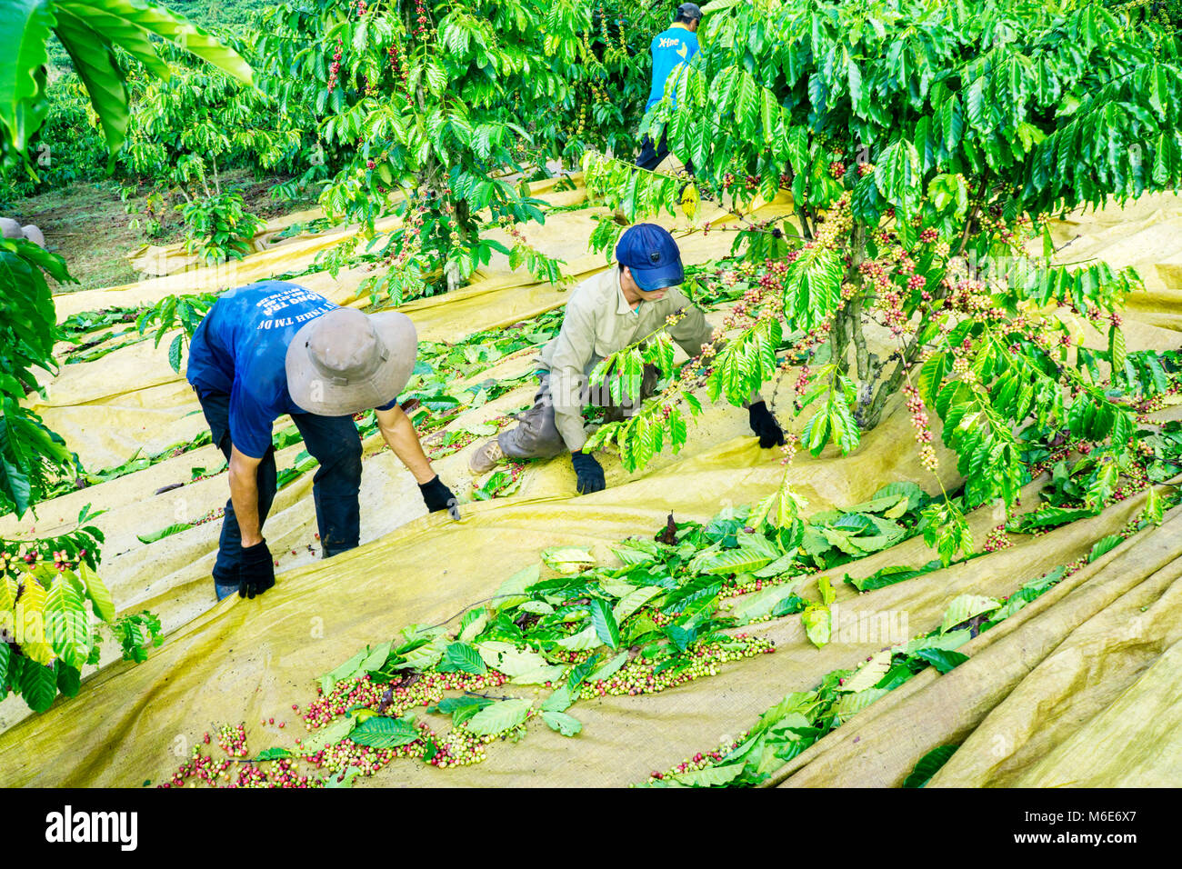 Kaffeepflanzer Ernte Kaffee Kirsche, Baoloc, Lamdong, Vietnam Stockfoto