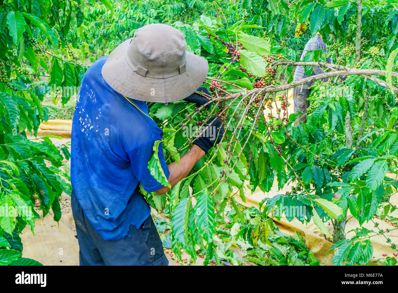 Ernte Kaffee Beeren durch Landwirt Hände, Baoloc, Lamdong, Vietnam Stockfoto