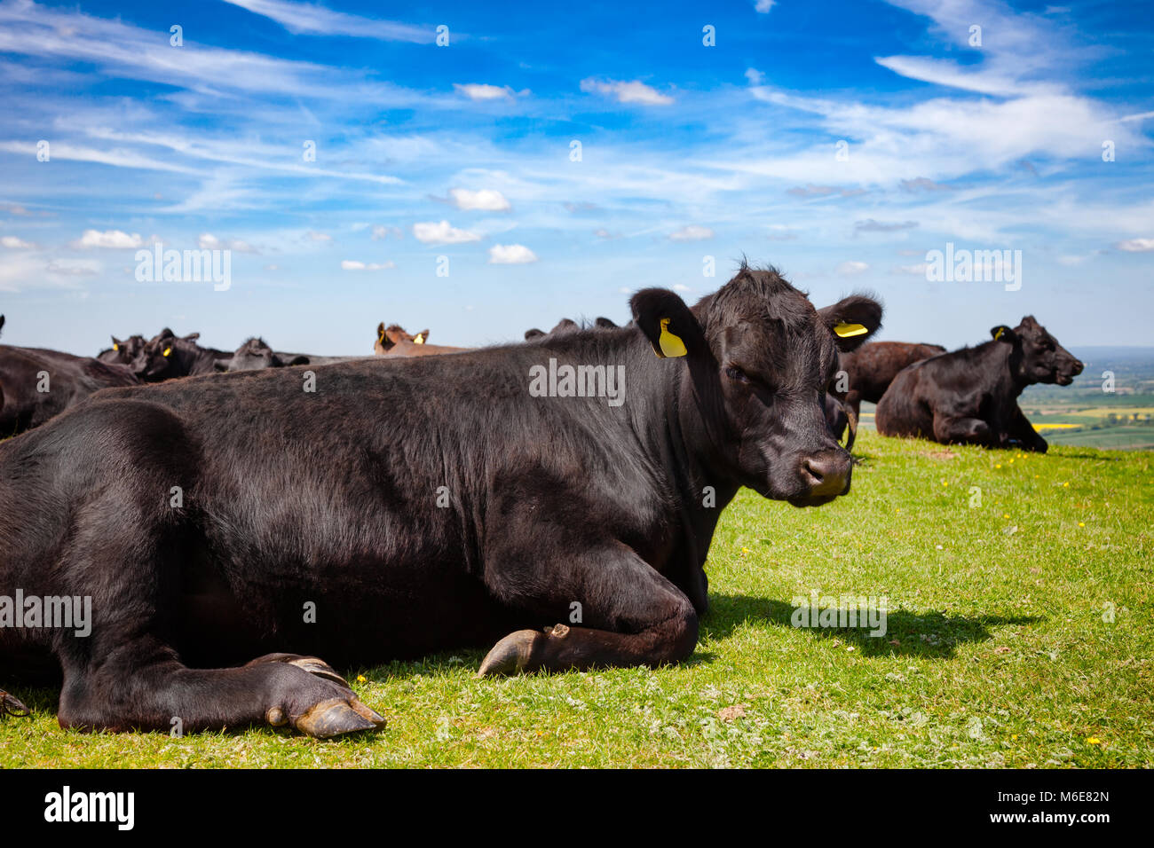 Schwarze angus kuh im gras -Fotos und -Bildmaterial in hoher Auflösung ...