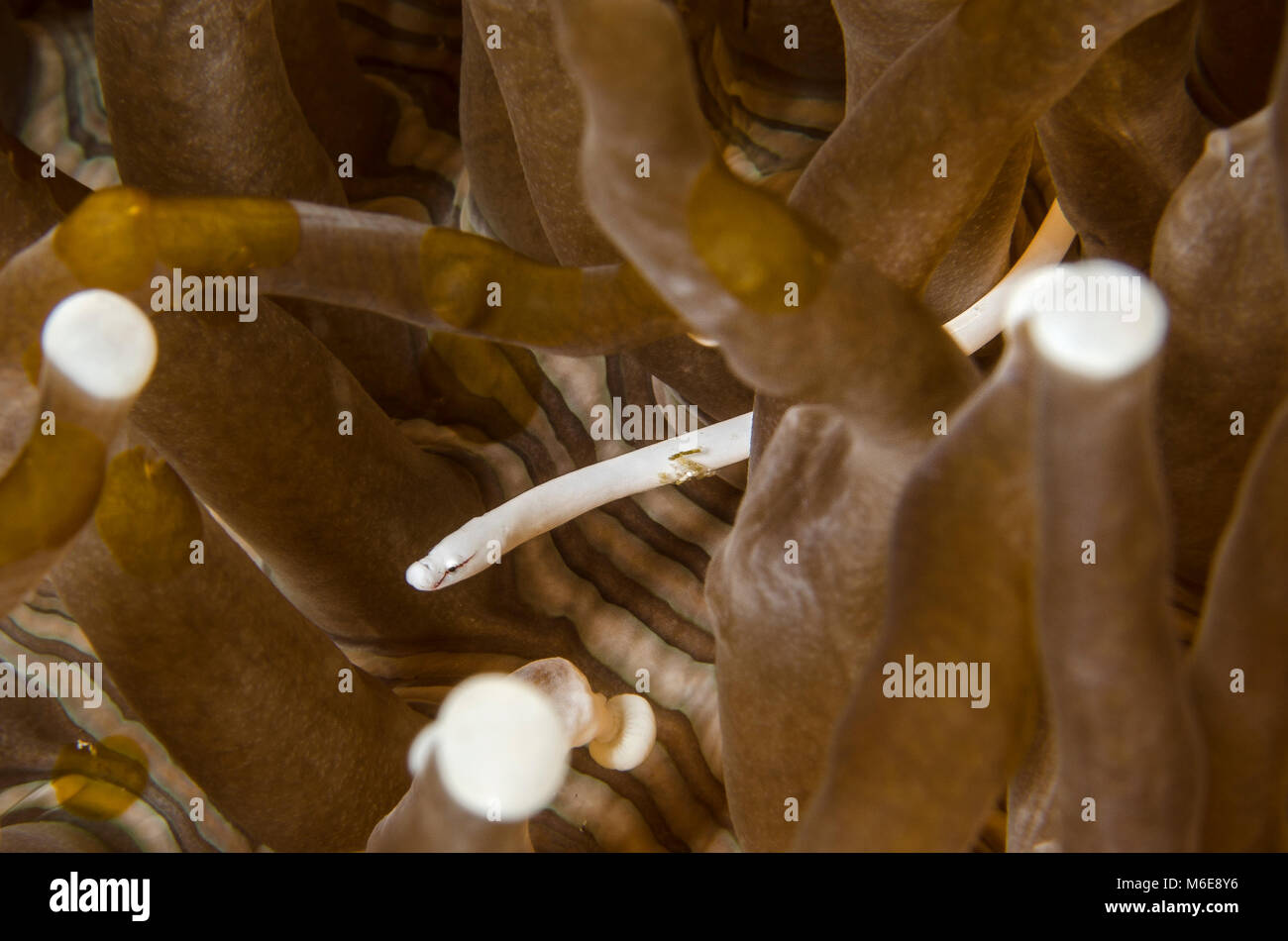 Pilz - Coral Seenadeln, Siokunhicthys nigrolineatus, Syngnathidae, Anilao, Filippine, Asien Stockfoto