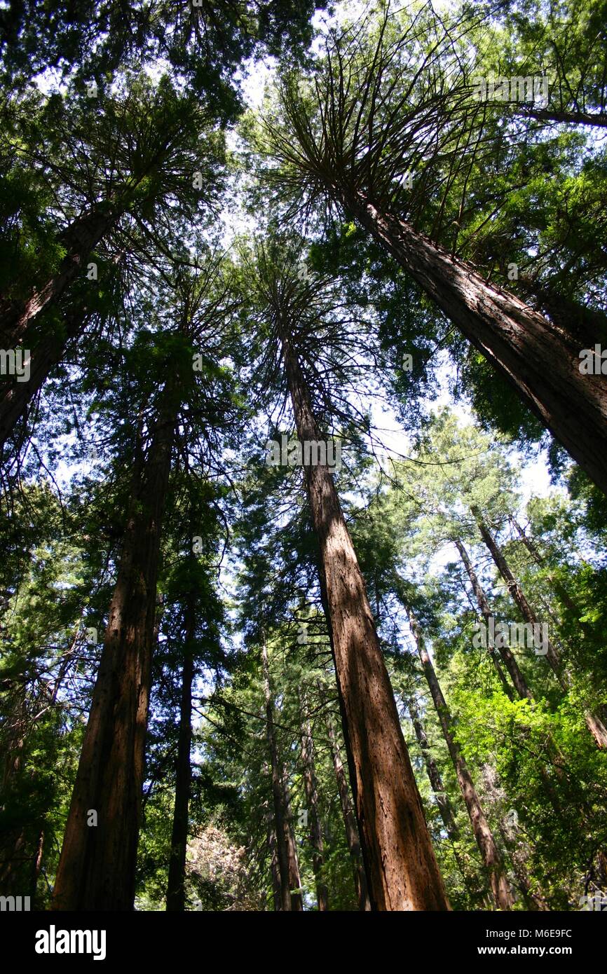 Auf der Suche nach oben in die Baumkronen des riesigen Redwoods, Kalifornien, USA. Stockfoto