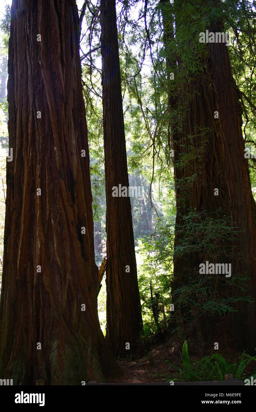 Silhouette der riesigen Redwoods, Kalifornien, USA Stockfoto