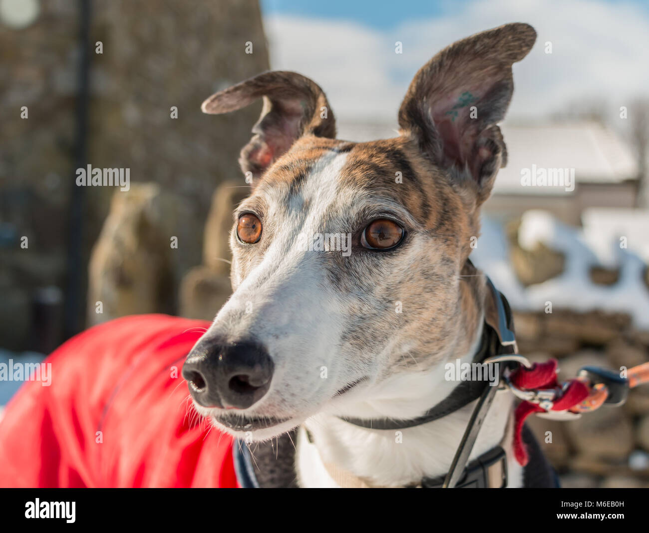 Porträt einer wunderschönen Brindle-weiß im Ruhestand (ex-Racing) Greyhound trägt einen roten Mantel im Sonnenschein an einem Wintertag Stockfoto