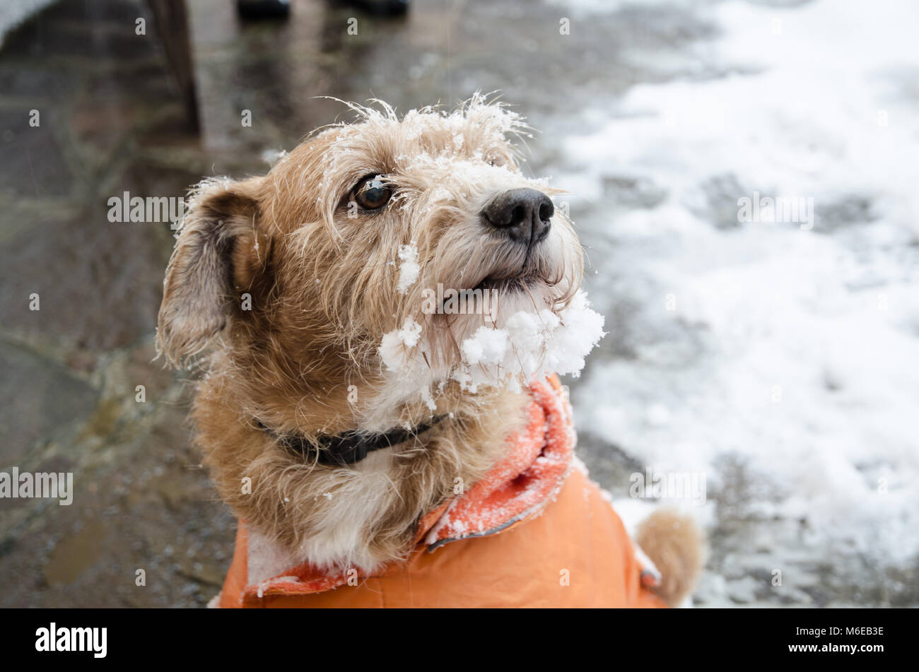 Nahaufnahme der Zunge eines Mischling Hund mit Schnee auf den Pelz. Stockfoto