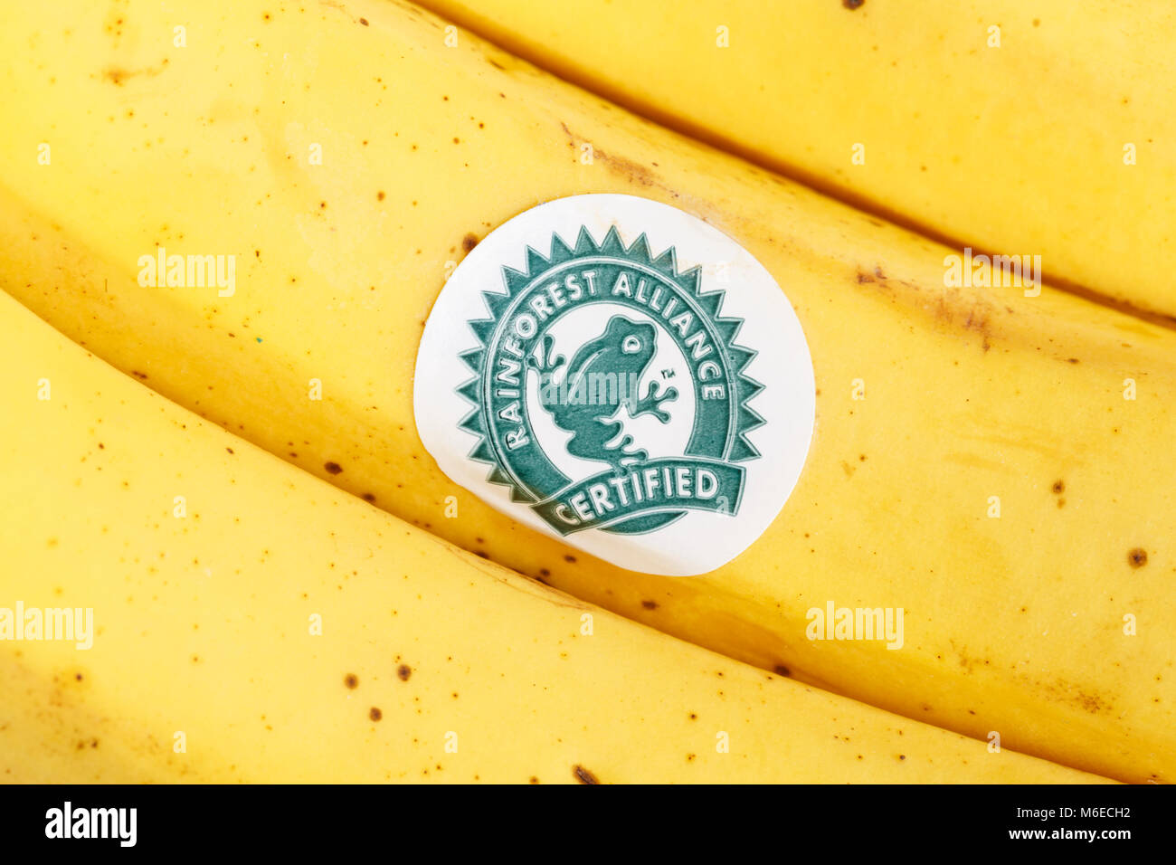 Rainforest Alliance Aufkleber auf Bananen Stockfoto