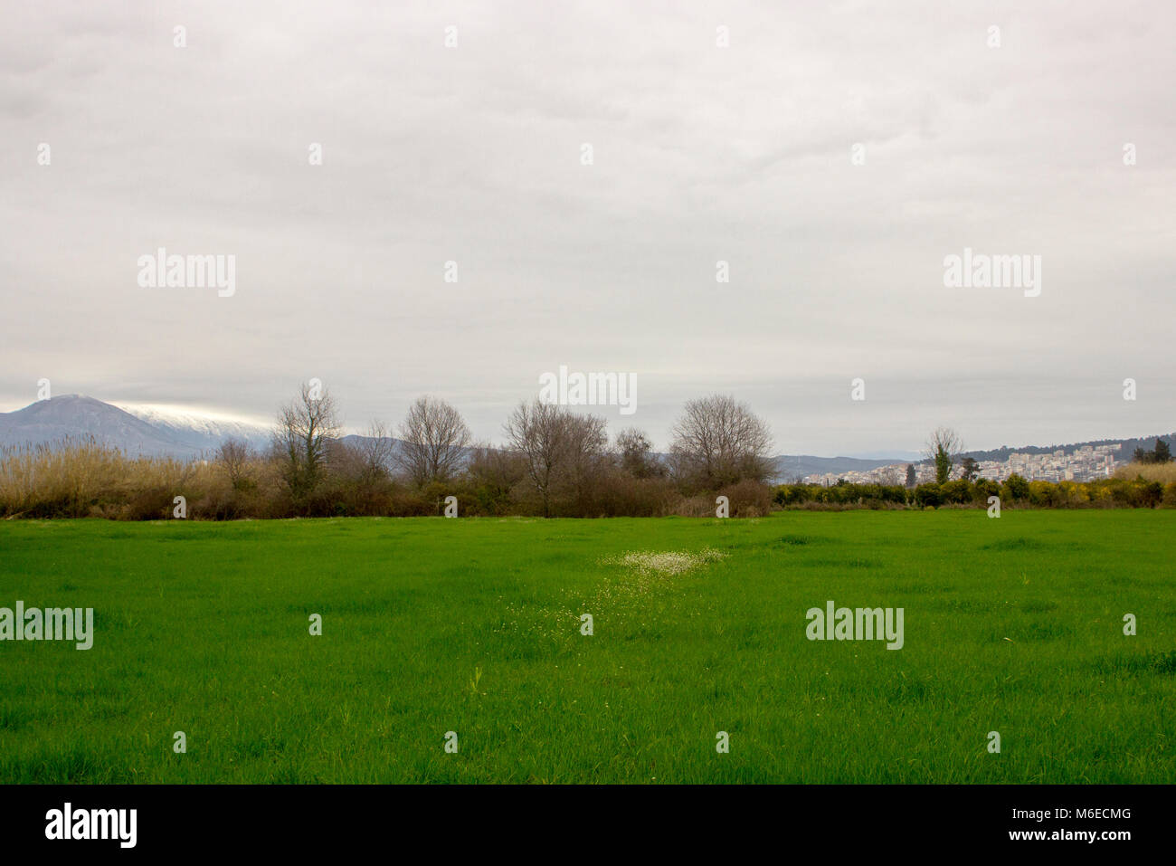 Der Frühling kommt, kleine Blumen blühen in ein Feld voller grüne Gras in der Landschaft mit einer Stadt und die schneebedeckten Berge im Hintergrund Stockfoto