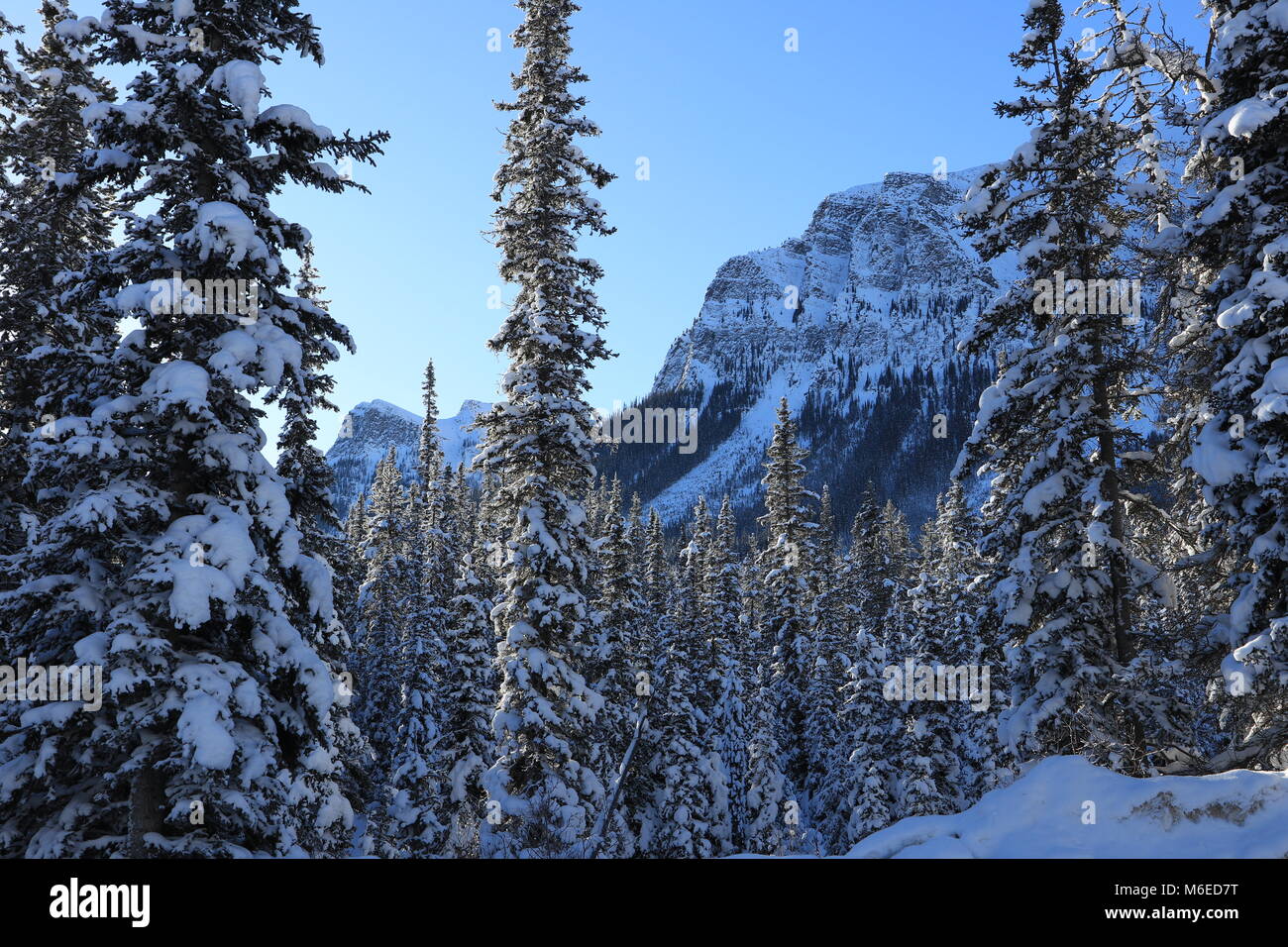 Foggy Winterlandschaft in Kanada Stockfoto