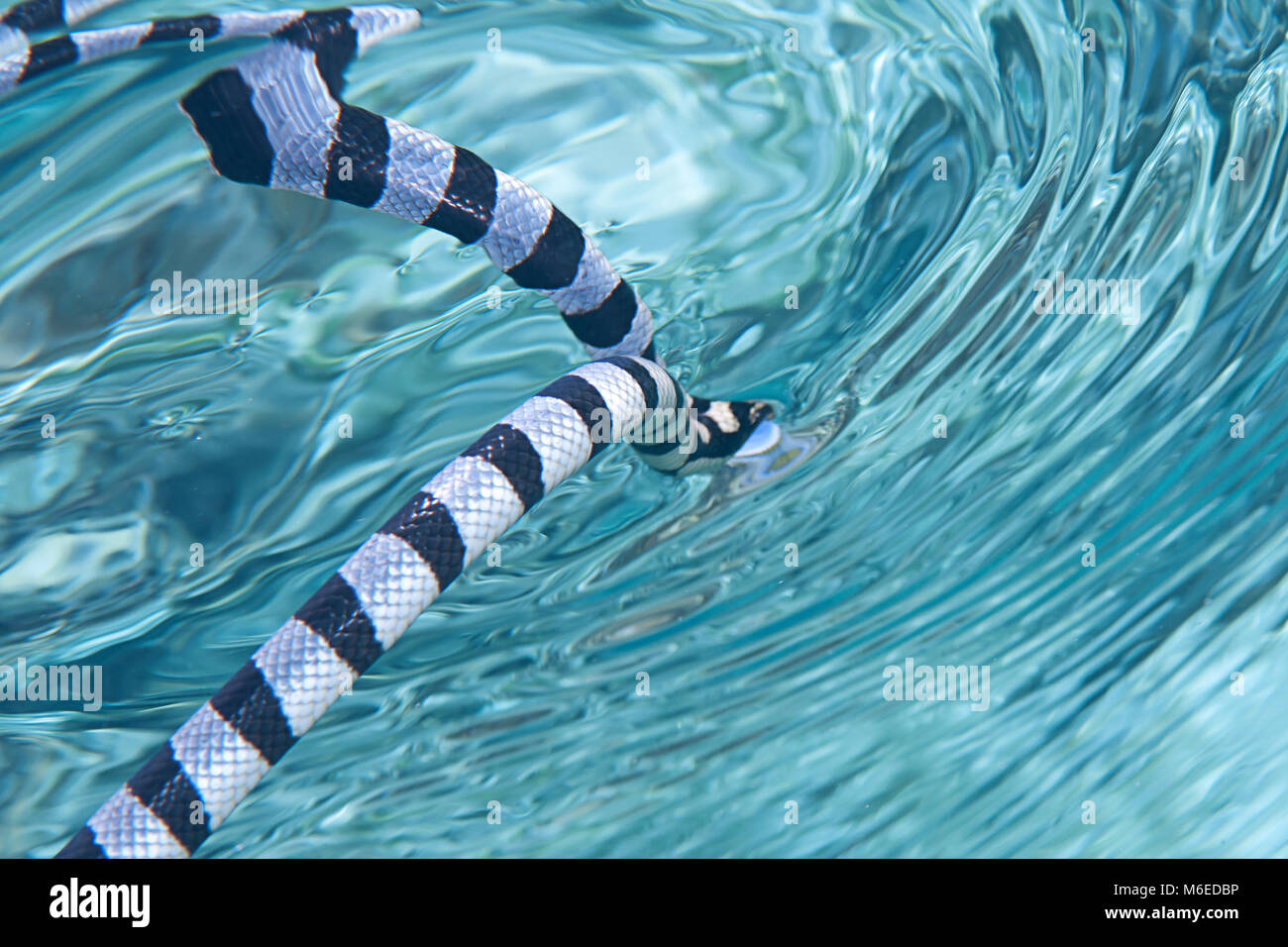 Schwache gebänderte Seeschlange oder belcher Sea snake (Hydrophis belcheri) schwimmen auf der Wasseroberfläche für frische Luft, Bali, Indonesien Stockfoto