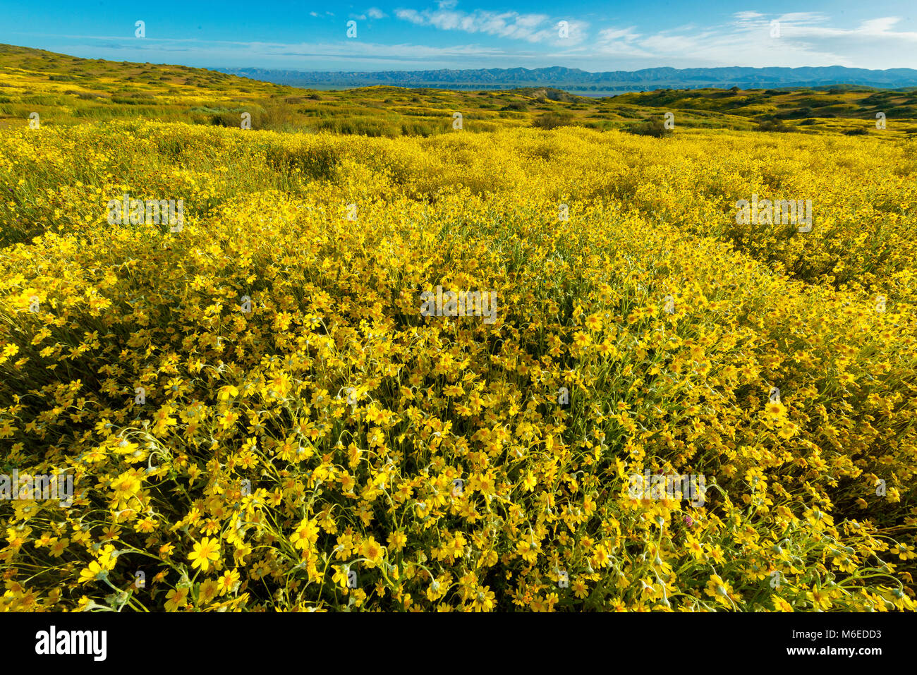 Fiddlenecks, Tremblor Monolopia, Reichweite, Carizzo Plain National Monument, San Luis Obispo County, Kalifornien Stockfoto