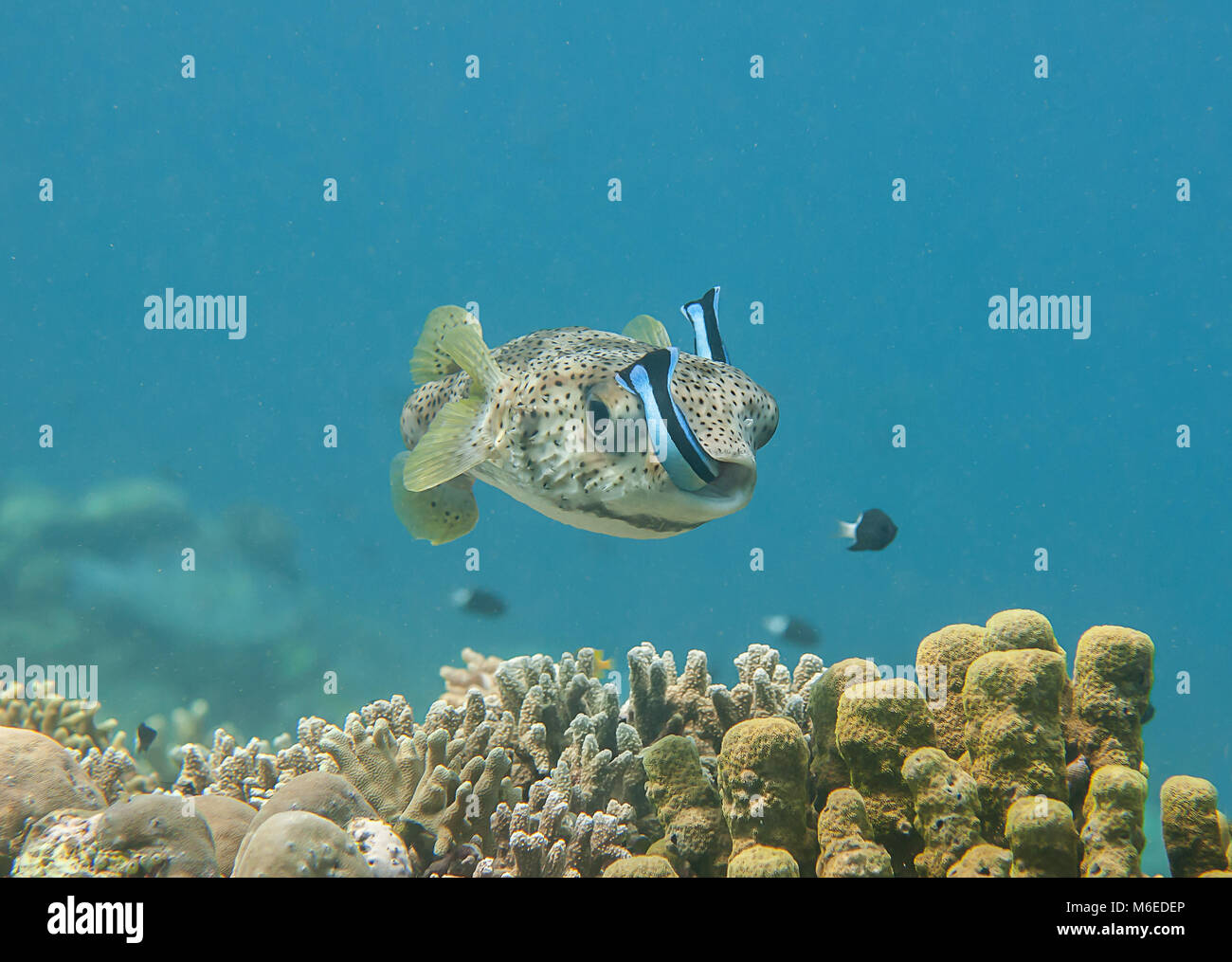 Krümmungsanalyse mit Stacheln Krümmungsanalyse mit Stacheln Kugelfische (diodon hystrix) durch sauberere Fisch gereinigt wird (Labroides dimidiatus) an der Reinigungsstation, Bali, Indonesien Stockfoto
