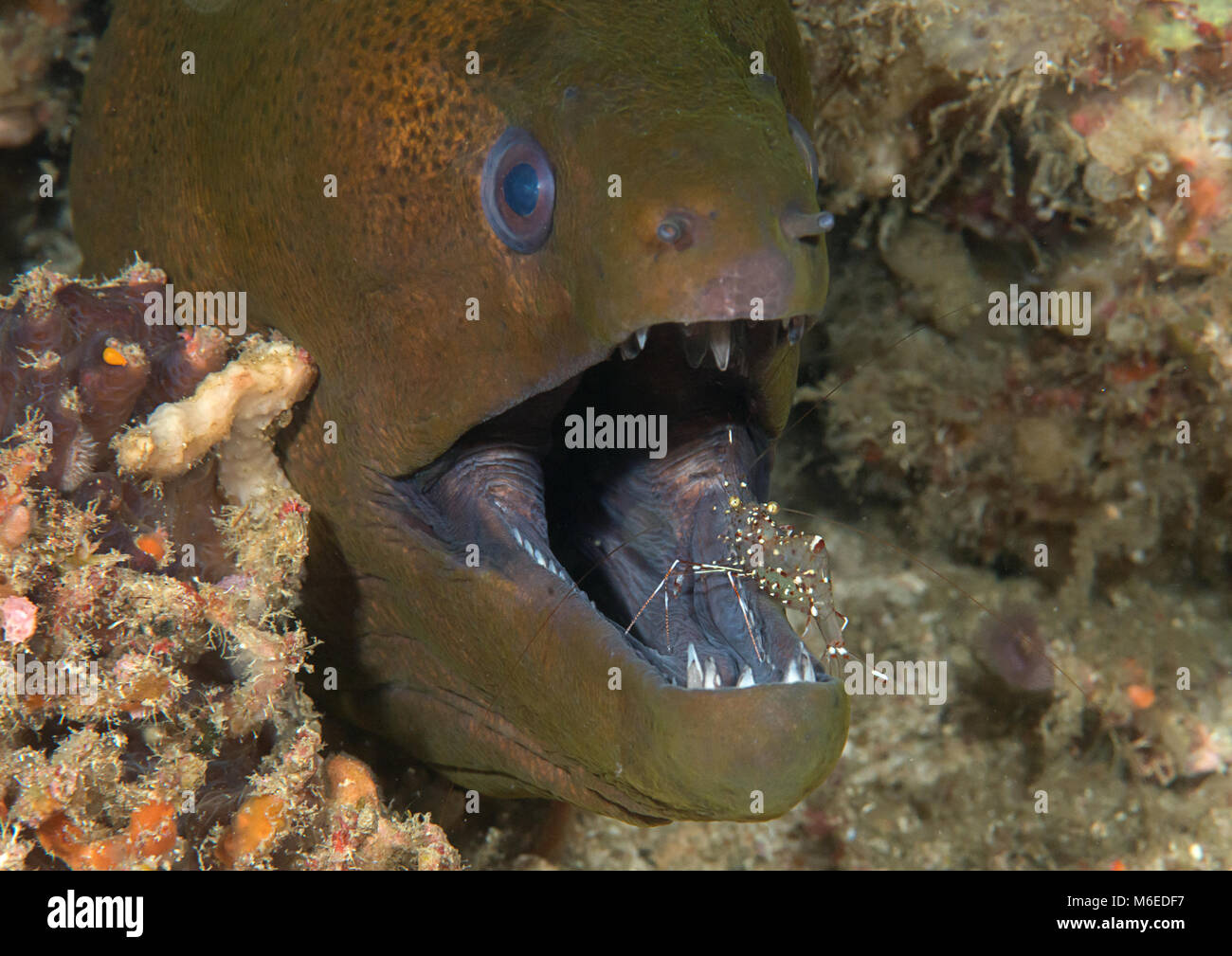 Riesige Muränen (Gymnothorax javanicus) von Putzergarnelen, Reinigungsstation, Bali, Indonesien gereinigt Stockfoto