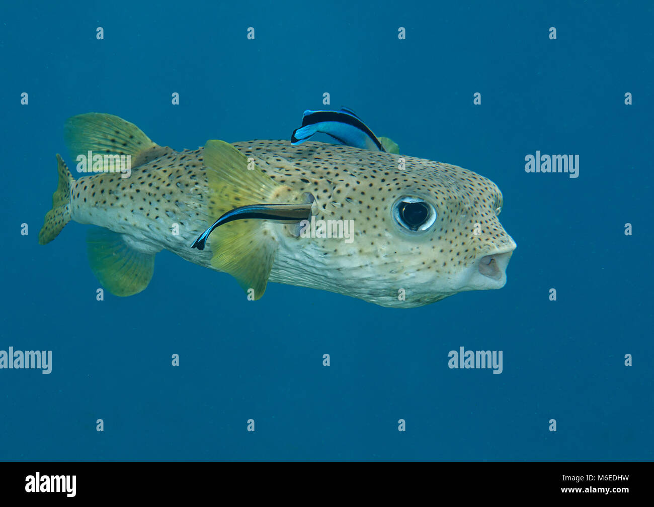 Krümmungsanalyse mit Stacheln Krümmungsanalyse mit Stacheln Kugelfische (diodon hystrix) durch sauberere Fisch gereinigt wird (Labroides dimidiatus) an der Reinigungsstation, Bali, Indonesien Stockfoto