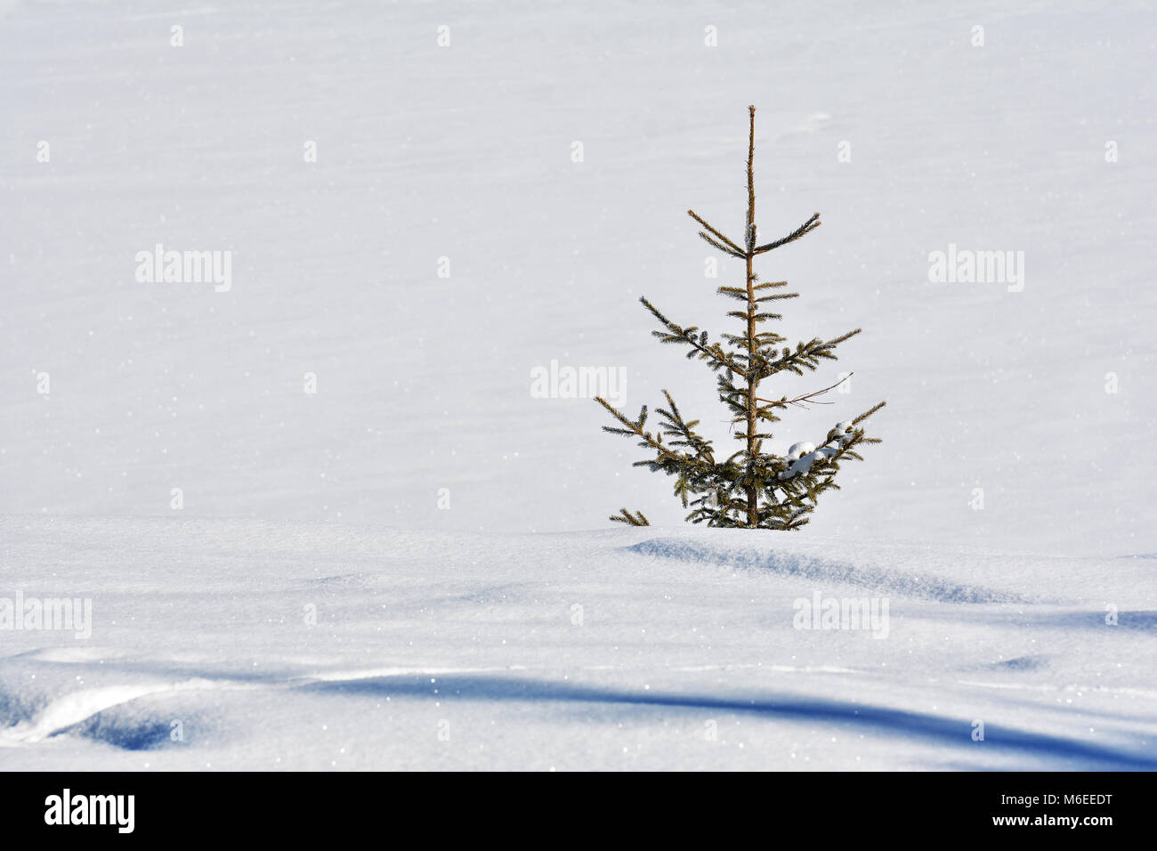 Einfach die Natur. Weiß Winter Hintergrund. Stockfoto