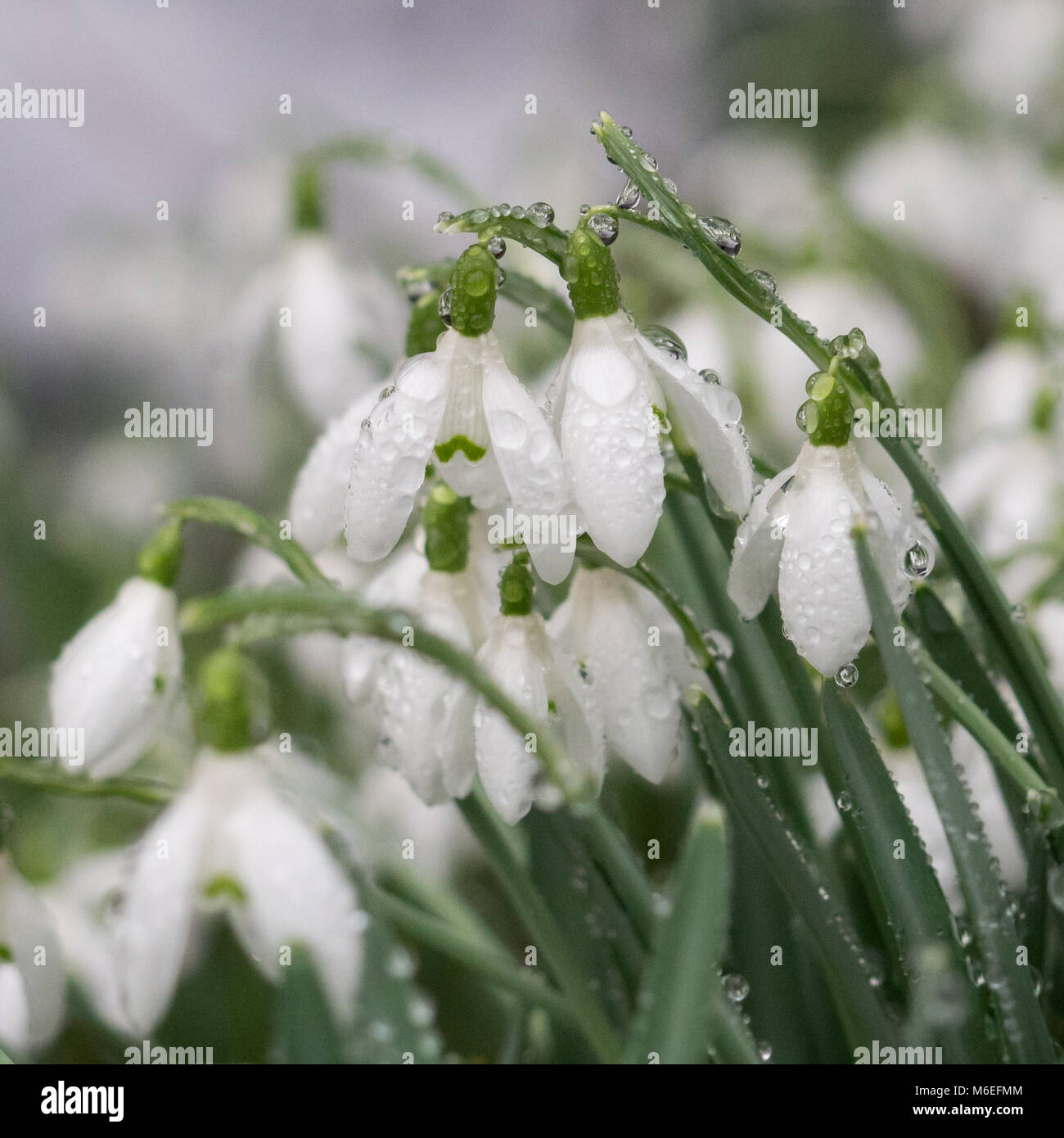 Schneeglöckchen mit Regentropfen Nahaufnahme Makro Detail Stockfoto