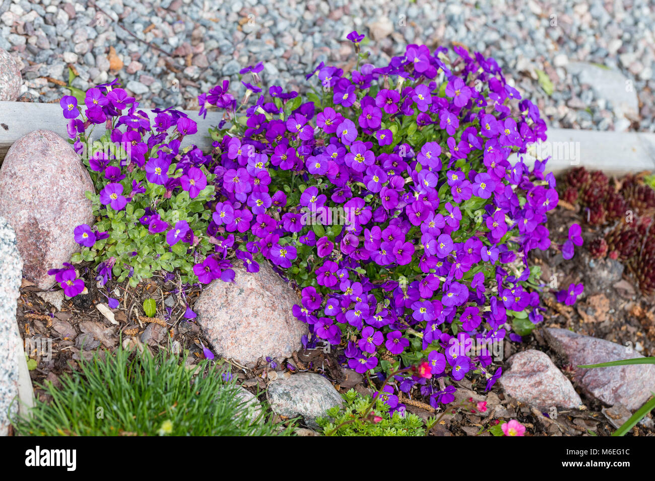 Aubrieta Gracilis Gracilis Stockfotos Und Bilder Kaufen Alamy