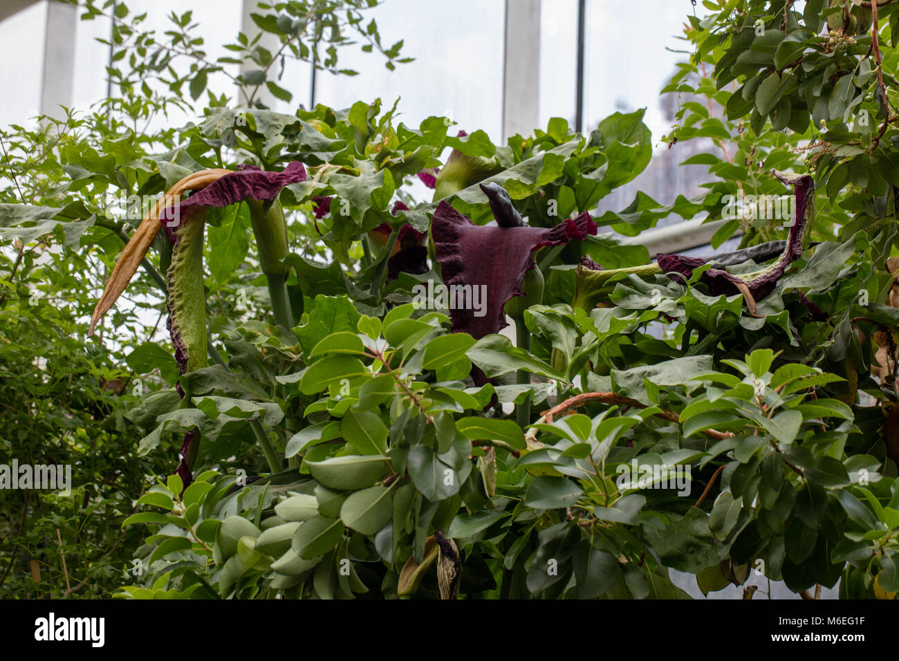 Gemeinsame dracunculus, Drakkalla (Dracunculus vulgaris) Stockfoto