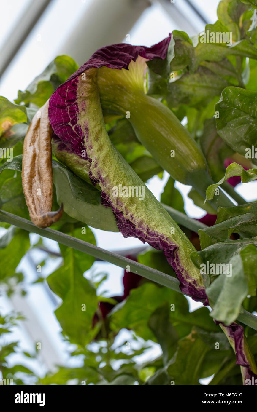 Gemeinsame dracunculus, Drakkalla (Dracunculus vulgaris) Stockfoto