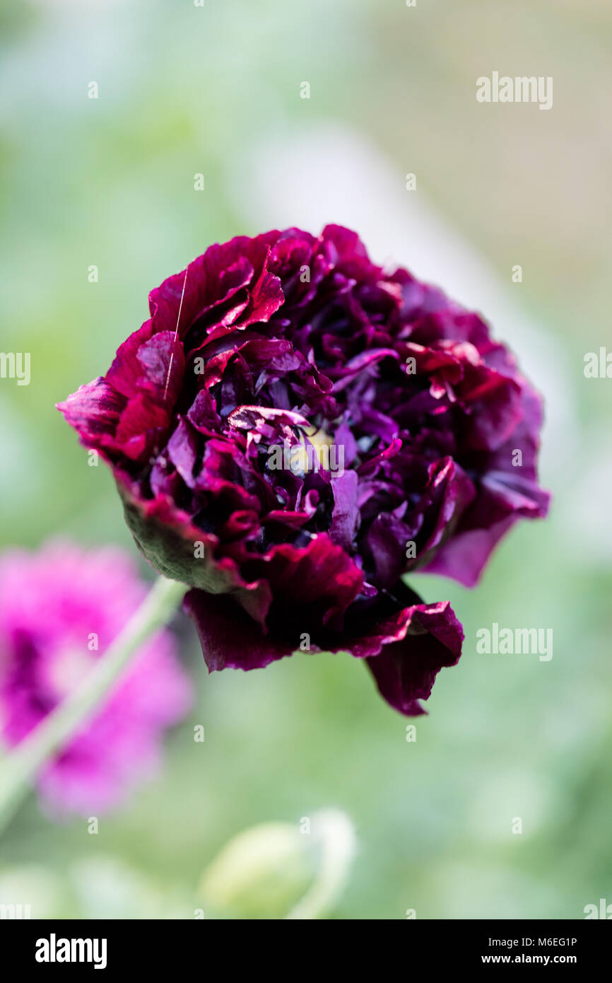 'Black Dragon', Pionvallmo Schlafmohn (Papaver somniferum) Stockfoto