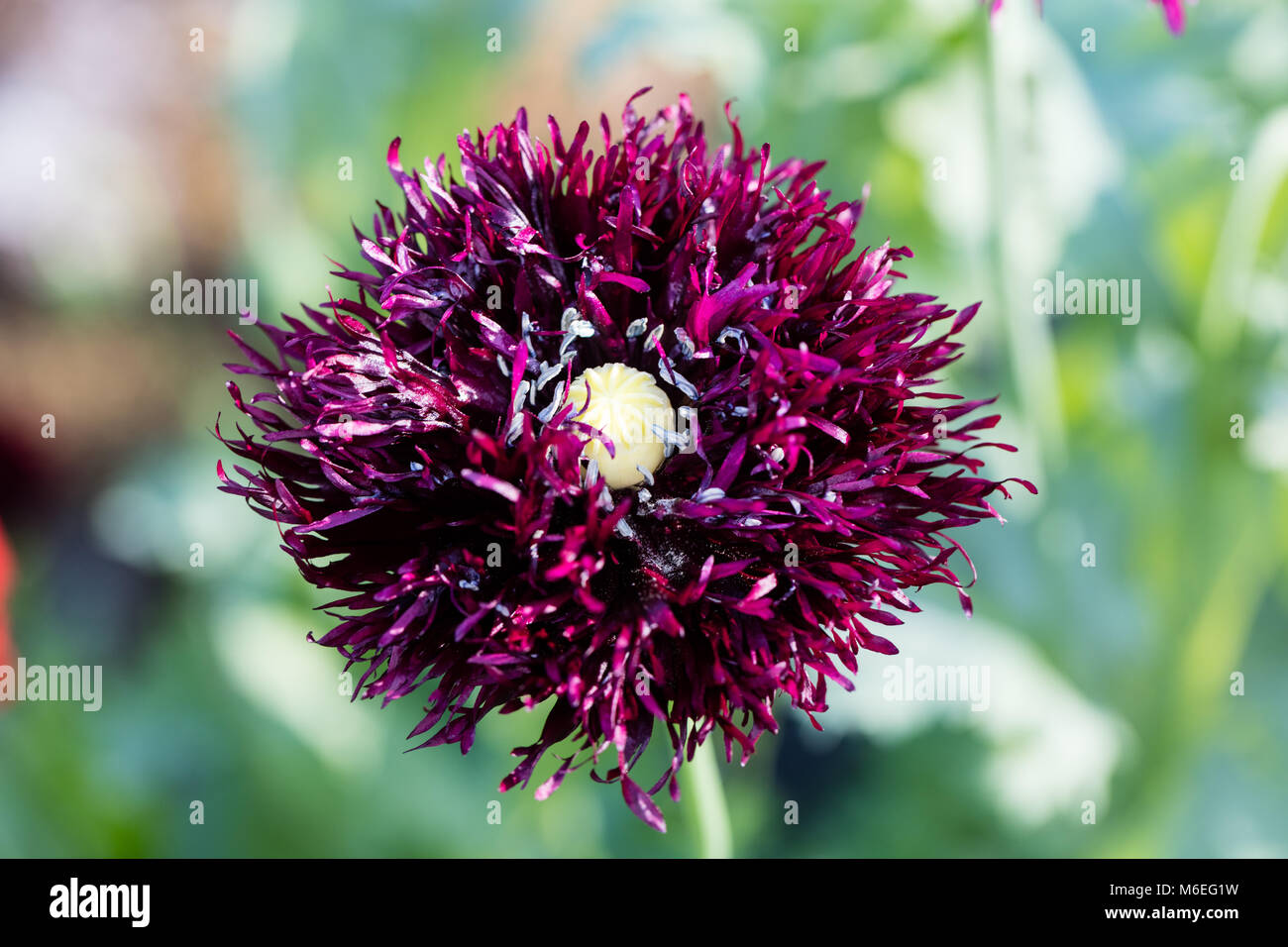 'Black Dragon', Pionvallmo Schlafmohn (Papaver somniferum) Stockfoto