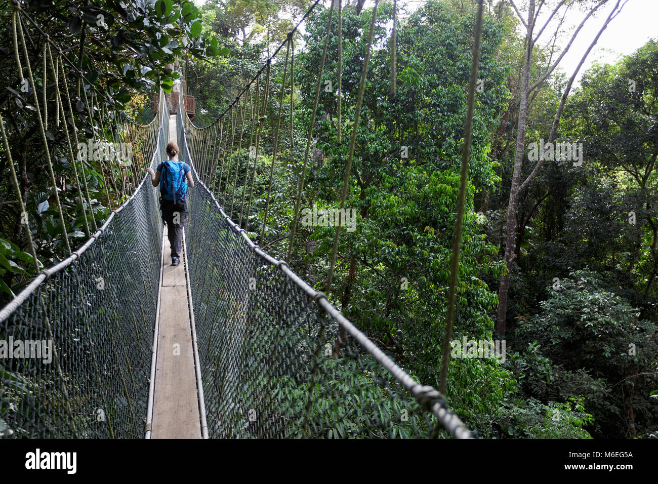 Baldachin-Spaziergang in den Taman Negara Regenwald, Malaysia Stockfoto