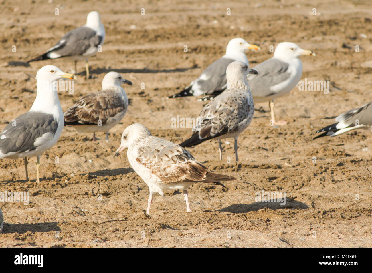 Seagull essen Fische mit unterschiedlichen Hintergründen der Vogel wird interessanter und harmoniert mit den Farben diese Vögel sind native nach Asien im Oman Stockfoto