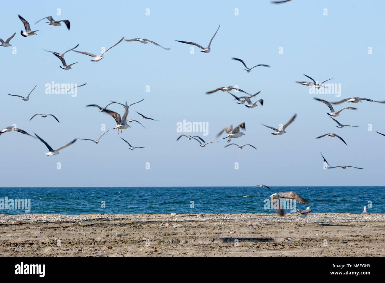 Seagull essen Fische mit unterschiedlichen Hintergründen der Vogel wird interessanter und harmoniert mit den Farben diese Vögel sind native nach Asien im Oman Stockfoto