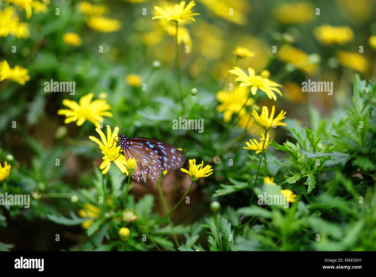 Malaysia, Schmetterling auf einer Blume Stockfoto