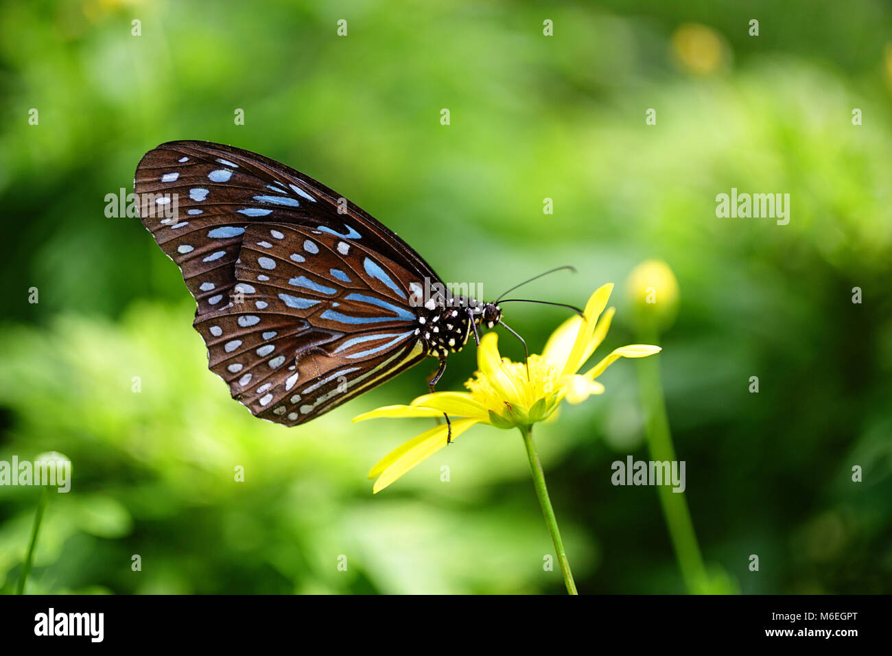 Malaysia, Schmetterling auf einer Blume Stockfoto