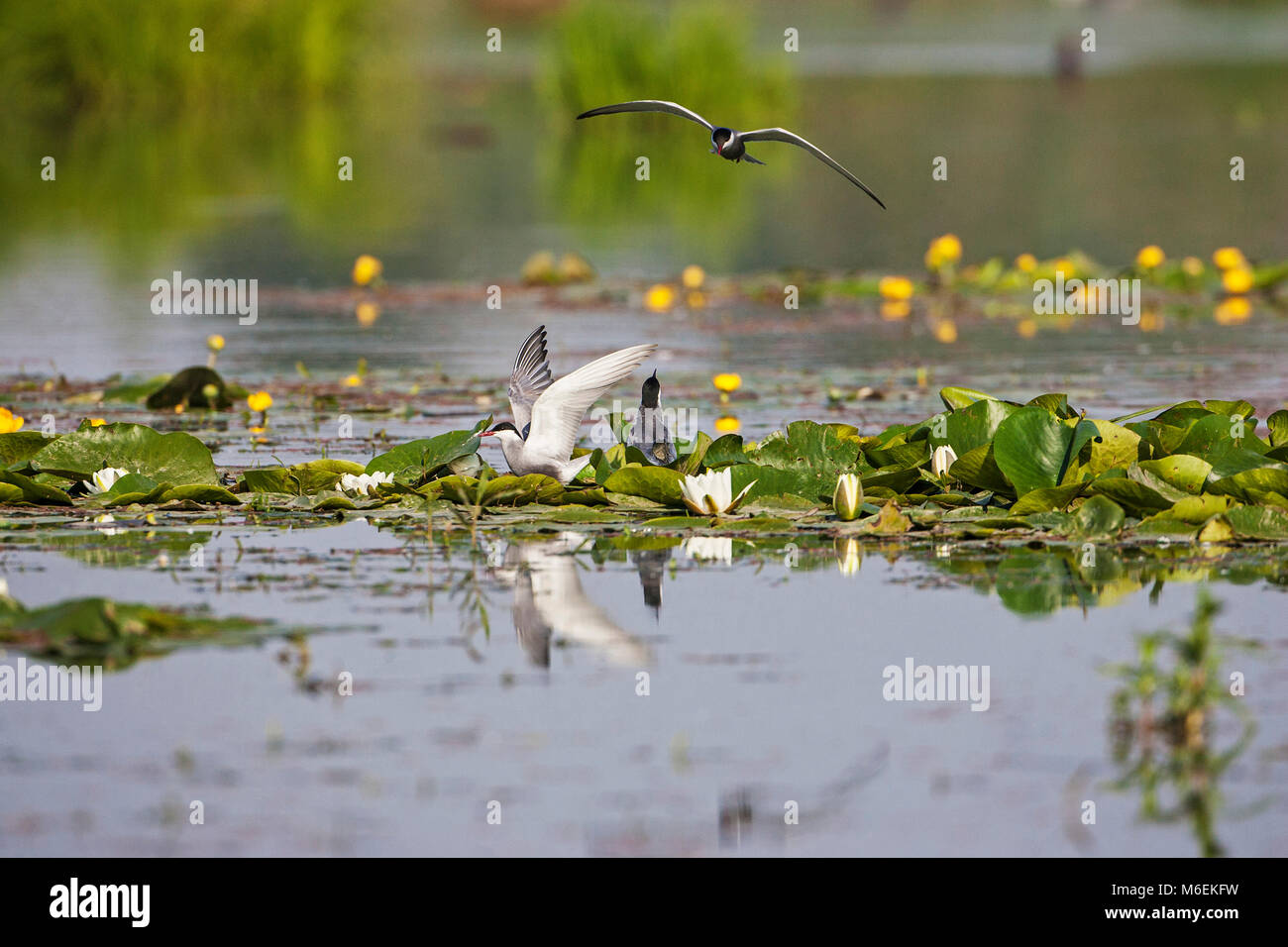 Whiskered tern Chlidonias hybridus auf Nest siite zu landen im Marschland Pool in der Nähe von Nationalpark Kiskunsag Tiszaalpar Südliche Tiefebene Hung Stockfoto