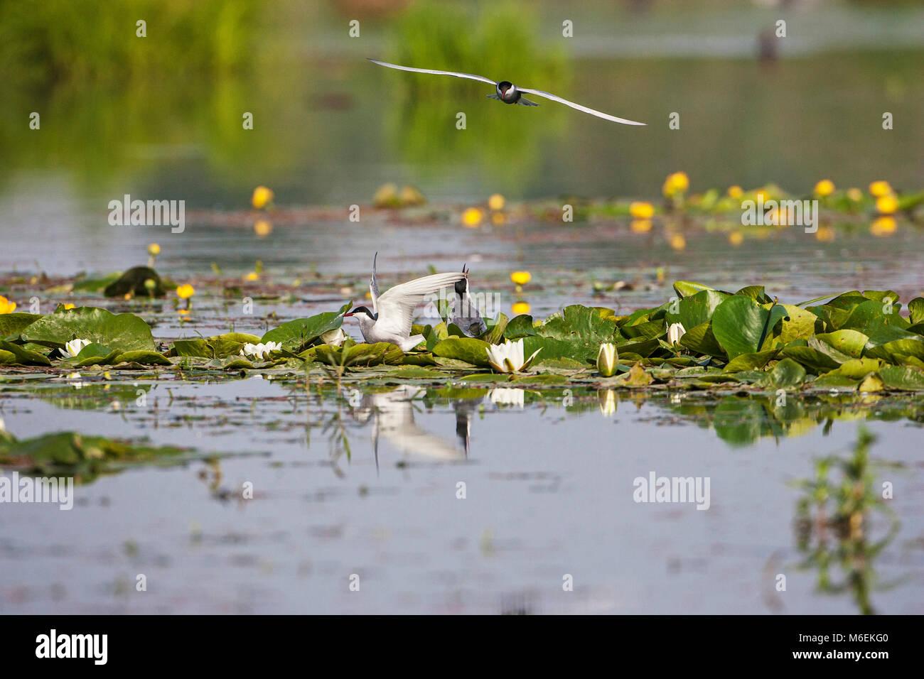 Whiskered tern Chlidonias hybridus auf Nest siite zu landen im Marschland Pool in der Nähe von Nationalpark Kiskunsag Tiszaalpar Südliche Tiefebene Hung Stockfoto