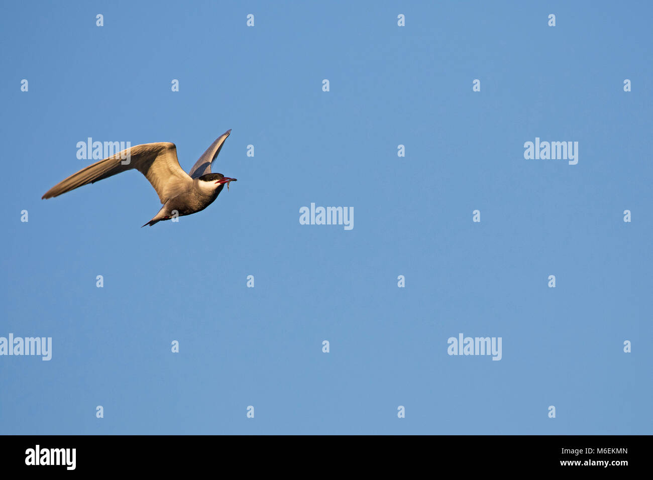 Whiskered tern Chlidonias hybridus im Flug in der Nähe von Nationalpark Kiskunsag Tiszaalpar Ungarn Mai 2017 Stockfoto