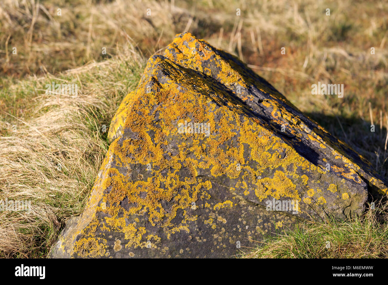 Sunlit schottischen Felsen bedeckt mit orangefarbenen Flechten Stockfoto