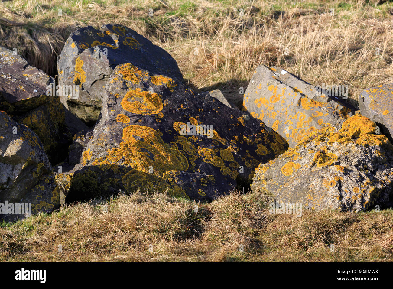 Sunlit schottischen Felsen bedeckt mit orangefarbenen Flechten Stockfoto