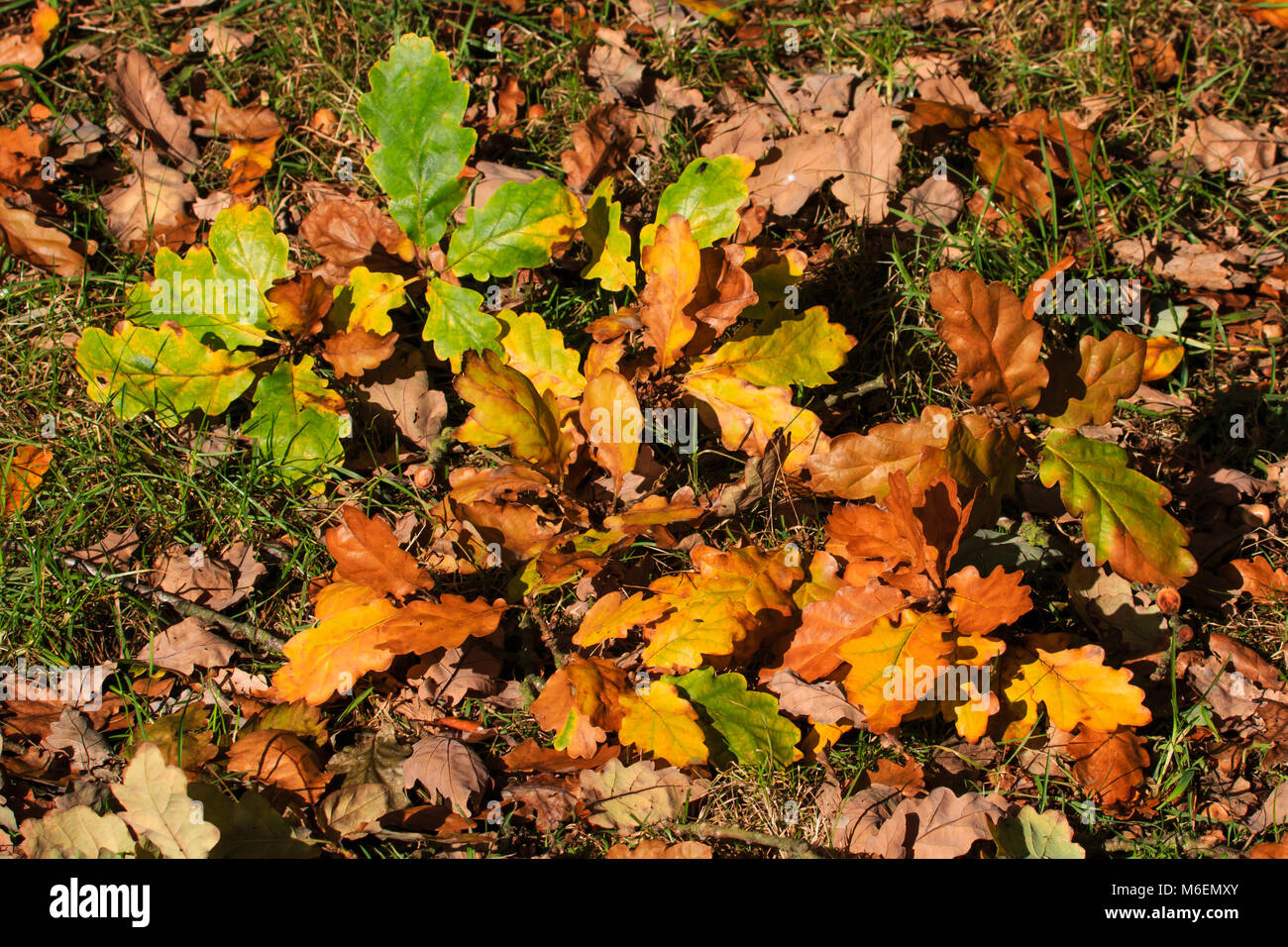Sonnige Herbst Eichenlaub auf dem Boden ruht in einem britischen Park Stockfoto