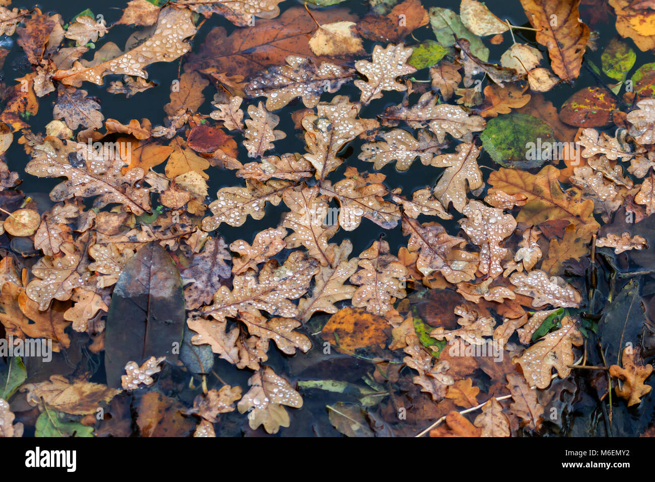 Goldfarbenen Eichenlaub auf dem Wasser schwimmend Stockfoto