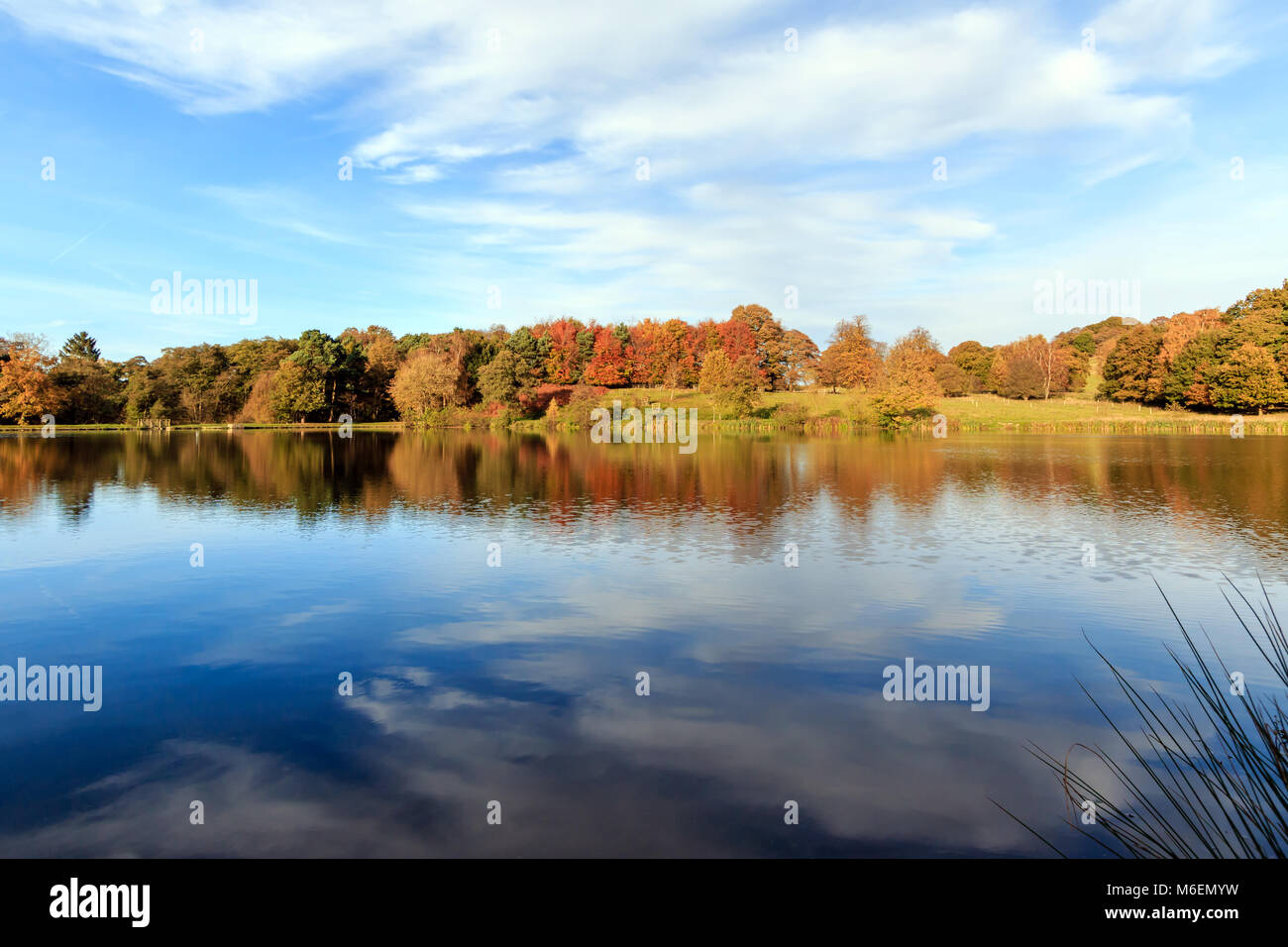 Blick über eine Englische Teich in Richtung einer Herbst Wald Hintergrund Stockfoto