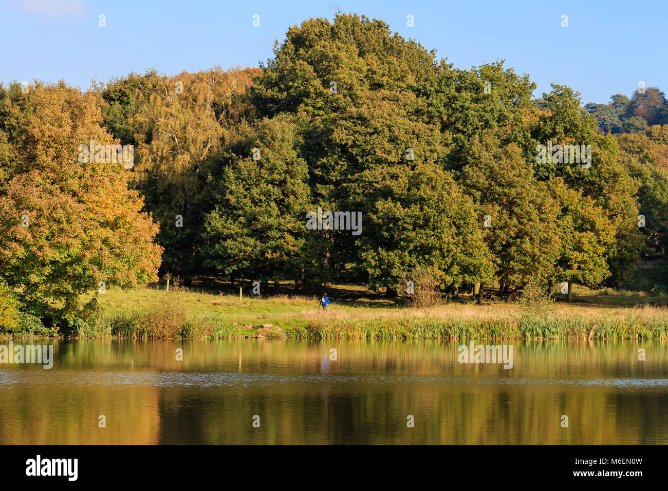 Blick über eine Englische Teich in Richtung einer Herbst Wald Hintergrund Stockfoto