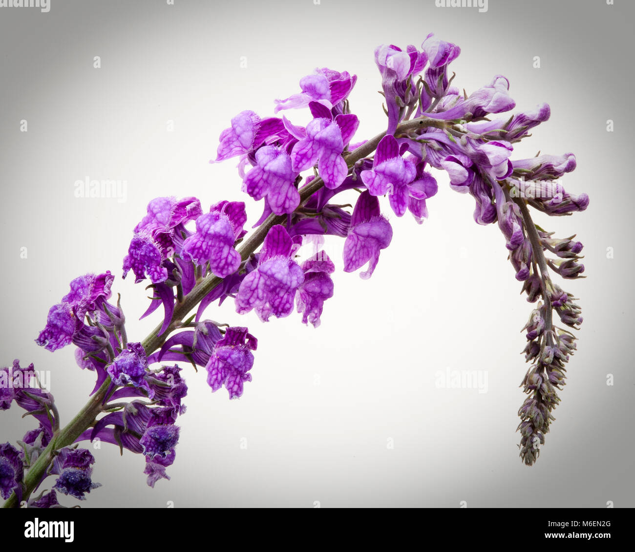 Lila Blumen auf einem gebogenem Stengel vor einem weißen Hintergrund Stockfoto