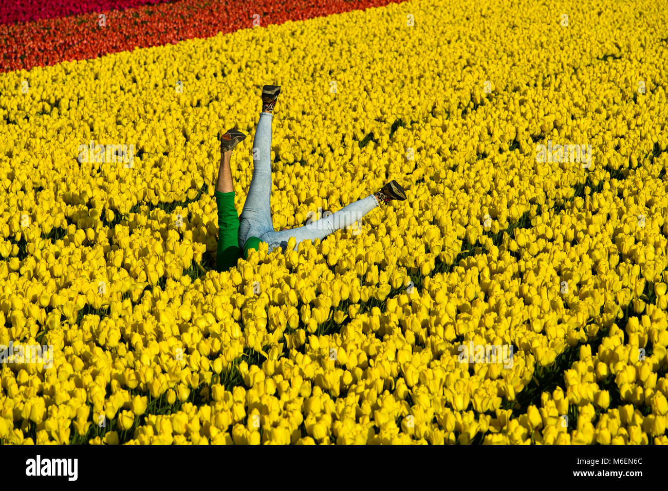 Paar Spaß in einem Feld der gelbe Tulpen, Bollenstreek, Noordwijkerhout, Niederlande Stockfoto