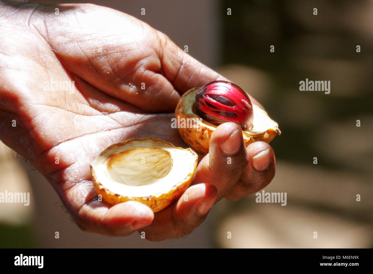 Muskatnuss Samen von Roten aril in Muskat Obst umgeben Stockfoto