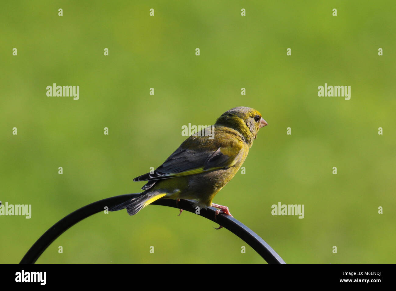 Grünfink (Chloris Chloris) am Schrägförderer gehockt Stockfoto