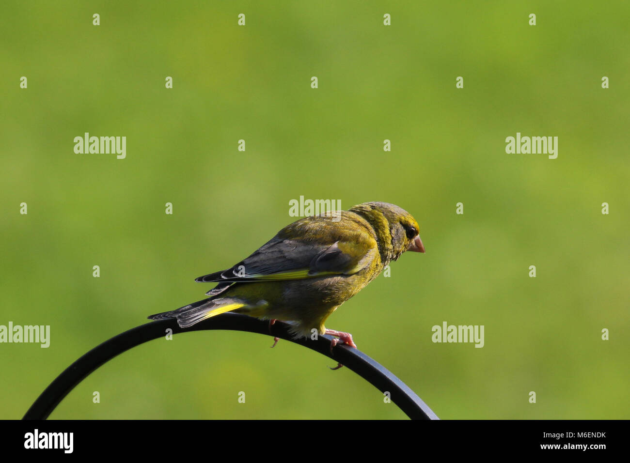 Grünfink (Chloris Chloris) am Schrägförderer gehockt Stockfoto