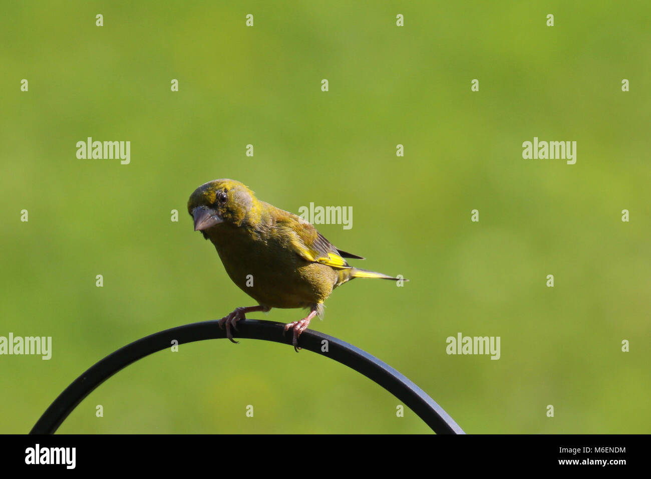 Grünfink (Chloris Chloris) am Schrägförderer gehockt Stockfoto